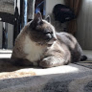 Meet your Posher, Maya